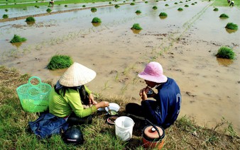 A meal in the fields: Savoring rice in Vietnam’s Mekong Delta