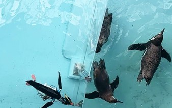 Realistic robotic penguins popular at Wakayama Theme Park