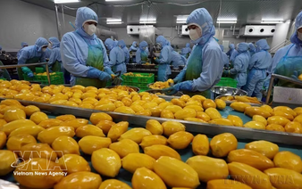 Online agricultural wholesale market launched to connect Vietnamese produce with Singapore