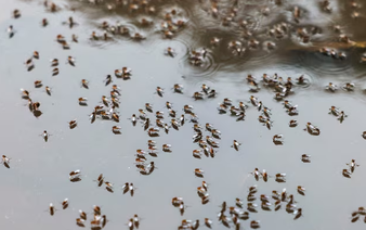 Bangladesh dengue outbreak accelerates as hospitals come under strain