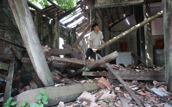 Century-old temple inside bodhi tree slowly collapsing