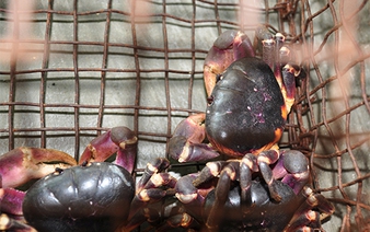Biologist devoted to preserving terrestrial crabs in central Vietnam