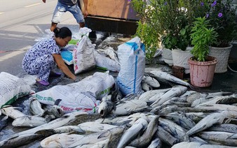 Vietnam farmers devastated as fish die en mass for third time in 12 months