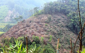 ​43 hectares of forest wiped out in Vietnam