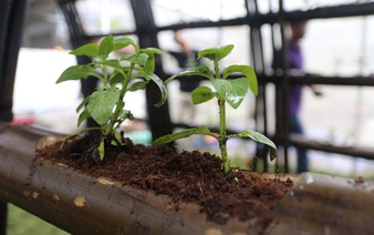 ​Visiting the bamboo garden of an Indian woman in Saigon