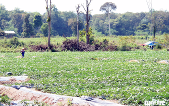 Vietnamese province wants to clear 12,700 hectares of forest for project development