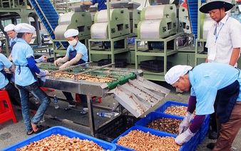 ​Vietnam’s cashew industry turns to Cambodia