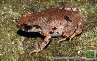 New frog species identified in Da Nang