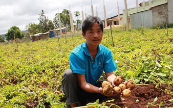Vietnamese province designs packages in fight against counterfeit Chinese potatoes