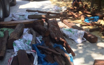 Truck illegally carrying two tonnes of endangered rosewood intercepted in central Vietnam