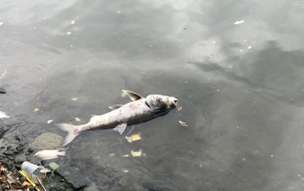 Numerous dead fish float in Hanoi’s largest lake