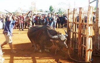 In Vietnam, people must chip in for controversial buffalo-slaying festival​