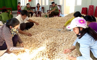 ‘Garlic kingdom’ in Vietnam struggles to sell its spice