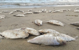 Dead fish found on Da Nang beach