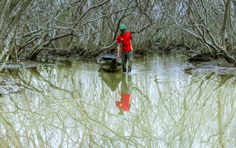 Vietnamese mangrove swamp has engaging starkness after shedding leaves