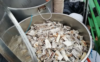 Six Vietnamese stand trial in S. Africa for alleged links to lion bone smuggling syndicate