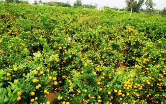Watch kumquat-shaping competition in Hoi An