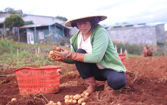 Da Lat adds anti-counterfeit stamps on potatoes in fight against Chinese fakes