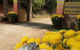 ‘Fly attacks’ scare tourists in Vietnam’s Central Highlands