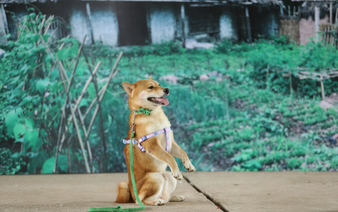 Film adapted from famous Vietnamese literary work bashed for casting Japanese dog for leading role