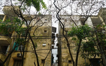 30-year-old trees allegedly poisoned in Hanoi neighborhood