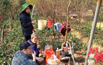 Pressure to meet holiday demand mounts as Hanoi’s flower farmers prepare for Lunar New Year frenzy