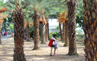 Date palm garden emerges as new photo hotspot in Vietnam’s Mekong Delta