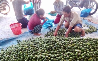 Vietnamese man overcomes sour failure, builds Mekong Delta lime farm