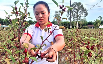 Vietnamese woman’s business blossoms with artichoke flowers