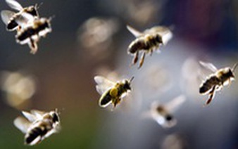 22 students hospitalized after bee attack at elementary school in Vietnam
