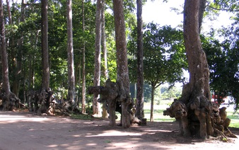 Trip to hidden gem in ethnic Khmer city in Mekong Delta