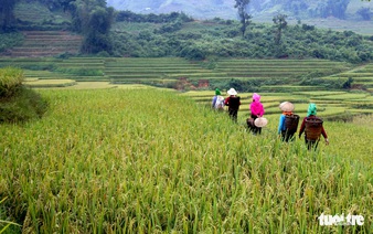 Harvesting the hard-earned seeds of rice with Ha Nhi Den people in Vietnam