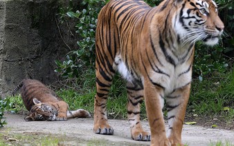Two Sumatran tigers escape Indonesian zoo, one shot dead