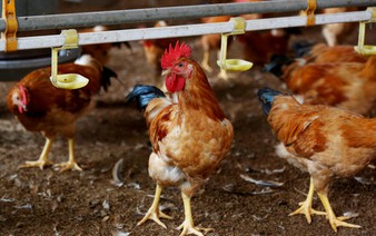 FAO, WHO warn Vietnam to stay vigilant in H5N8 bird flu prevention