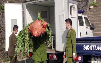Vietnamese man illegally grows over 300 opium poppy plants in Hanoi