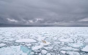 Polar bears forced to forage eggs as warming shrinks hunting grounds