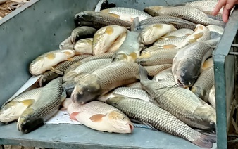 14 tonnes of farm-raised fish die within one day in north-central Vietnam