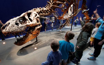 Keeping up with T. Rex was easy, Dutch researchers say