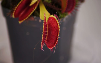 Singapore researchers control Venus flytraps using smartphones