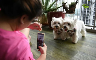 Give the dog a phone: device could ease pain for lonely mutts