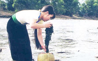 Moss: An essential edible in Vietnam’s northwest region