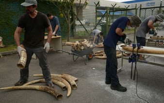 Elephant tusk DNA sleuthing reveals ivory trafficking networks