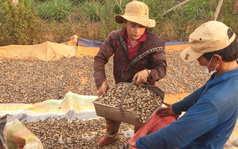 Vietnamese firms report suspected fraud in multimillion-dollar deal of cashew imports into Italy