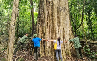 Crape myrtle, ancient banyan trees in Central Highlands recognized as Vietnam heritage trees