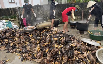 Thousands of chickens killed by floods in Vietnam