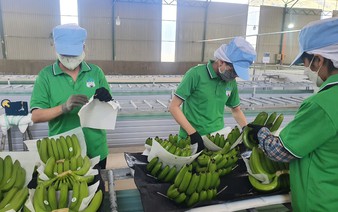 Vietnam’s banana exports to China shoot up