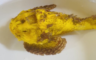 Golden stonefish caught off central Vietnam coast