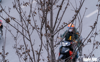 Hanoi to replace allegedly dead street-side trees 3 months after planting