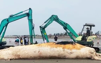 Whale carcass washes up on northern Vietnam beach