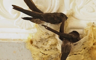 Vietnam to ship 1st batch of bird’s nests to China next week